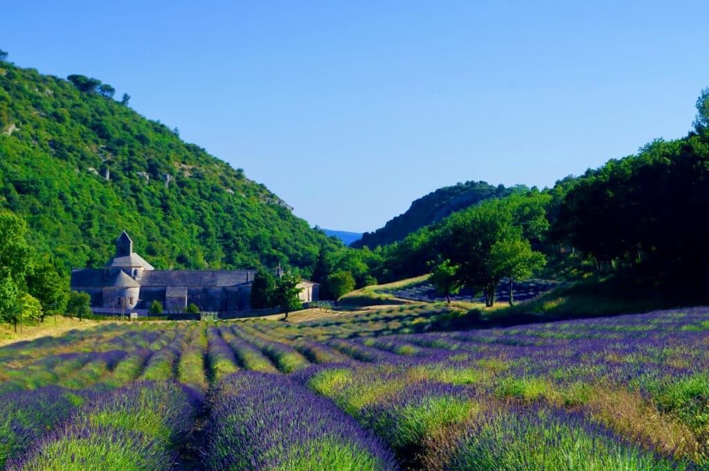 provence lavender fields (1)